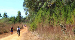 Floresta Nacional de Brasília (FLONA)